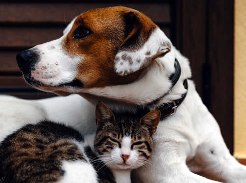 Perro y gato juntos en amor y nuena compañia